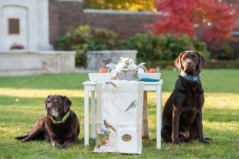 A Dog Birthday Party with Heart by Jenny Karlsson Photography
