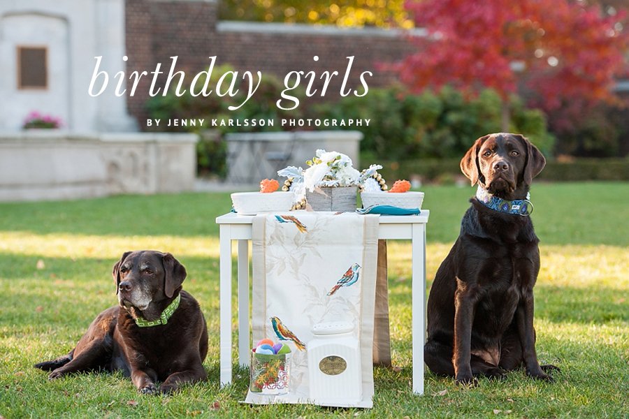 Two chocolate Labradors celebrate a dog birthday party at a decorated outdoor table by Jenny Karlsson Photography.