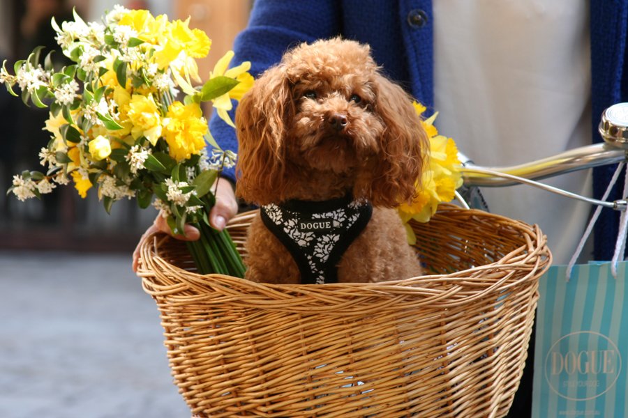 Brown toy poodle wearing a DOGUE floral harness in a wicker bicycle basket with yellow flowers and a DOGUE shopping bag.
