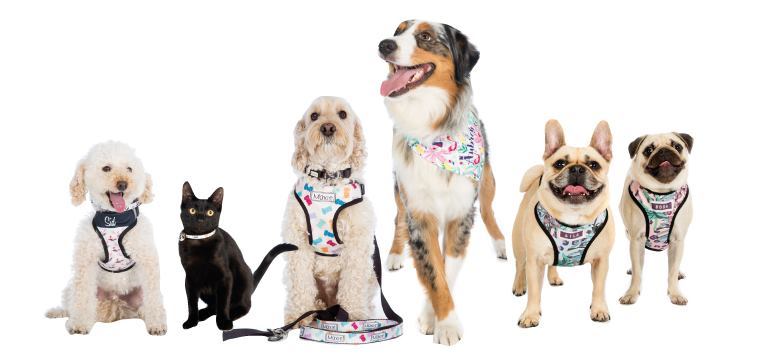 Behind the Brand:ID Pet People