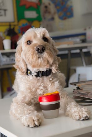 Behind the Brand: IdPet - A sneak peek behind the scenes with pet brand, IdPet and how in just 2 short years they became the go-to online destination for personalised pet products.