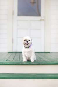 Small white dog with a short summer haircut sitting on a shady porch to keep cool in the summer heat.