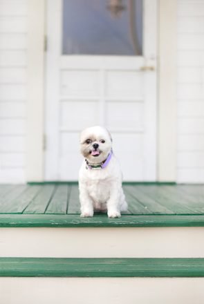 Small white dog with a short summer haircut sitting on a shady porch to keep cool in the summer heat.