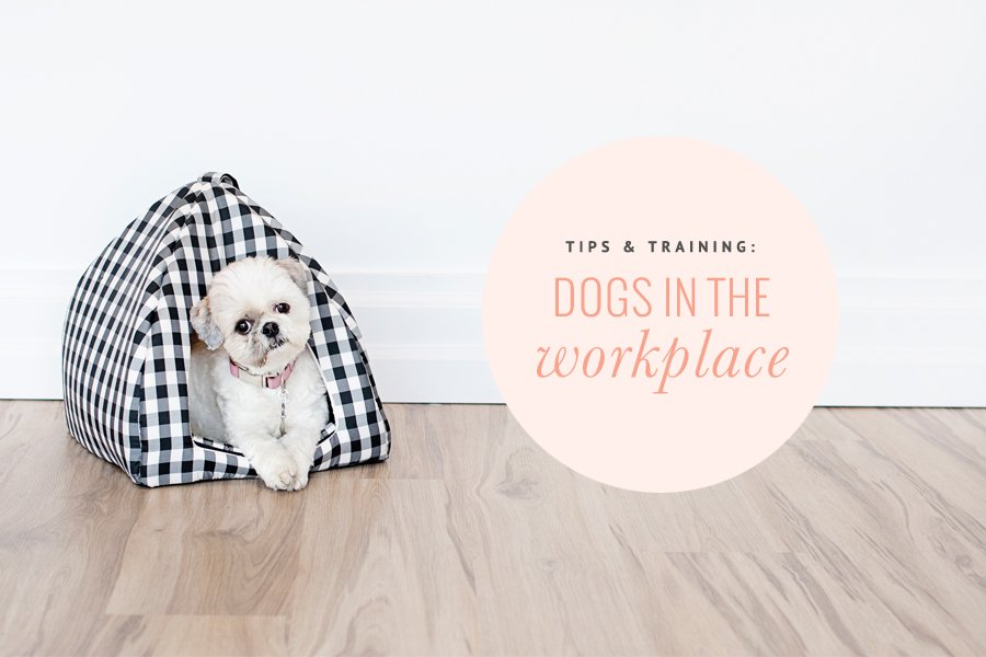Small fluffy dog in a checkered pet bed. Graphic text: Tips and Training: Dogs in the Workplace.