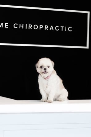 Small white dog sitting on a counter below a chiropractic clinic sign, highlighting dog health and wellbeing tips.