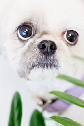 Curious white dog looking through green leaves of a houseplant, illustrating toxic houseplants dogs should avoid.