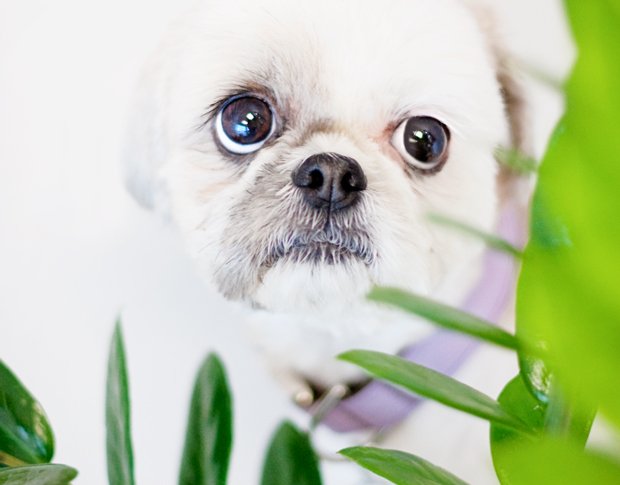 Curious white dog looking through green leaves of a houseplant, illustrating toxic houseplants dogs should avoid.