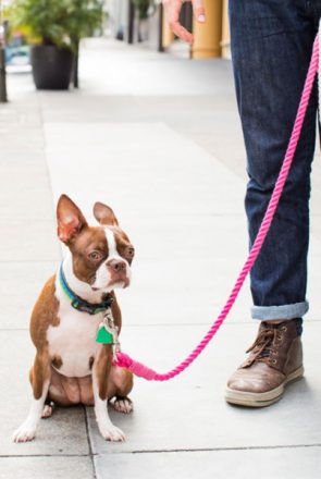 Boston Terrier sitting on a sidewalk with a DIY pink dip-dyed rope dog leash held by its owner.