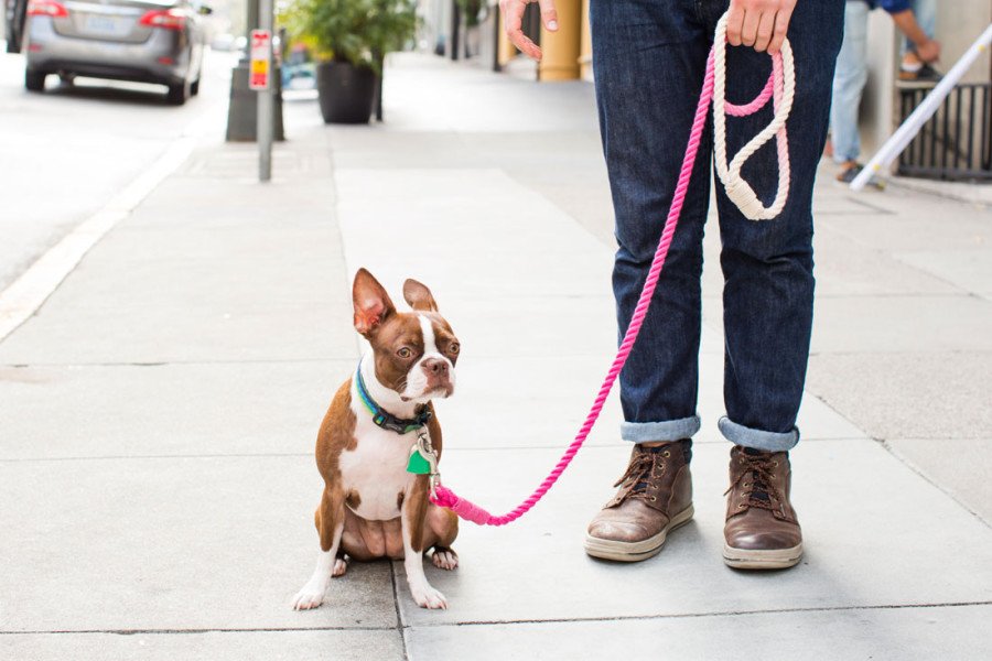 Boston Terrier sitting on a sidewalk with a DIY pink dip-dyed rope dog leash held by its owner.