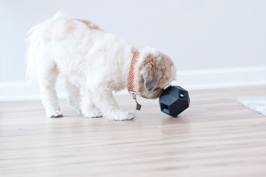 Small fluffy dog playing with The Odin dog treat puzzle toy, a geometric enrichment dog toy on a wooden floor.