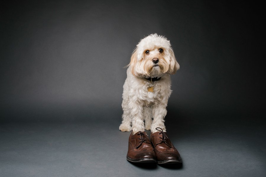 Shoe Dogs by McCartneys Dog Photography