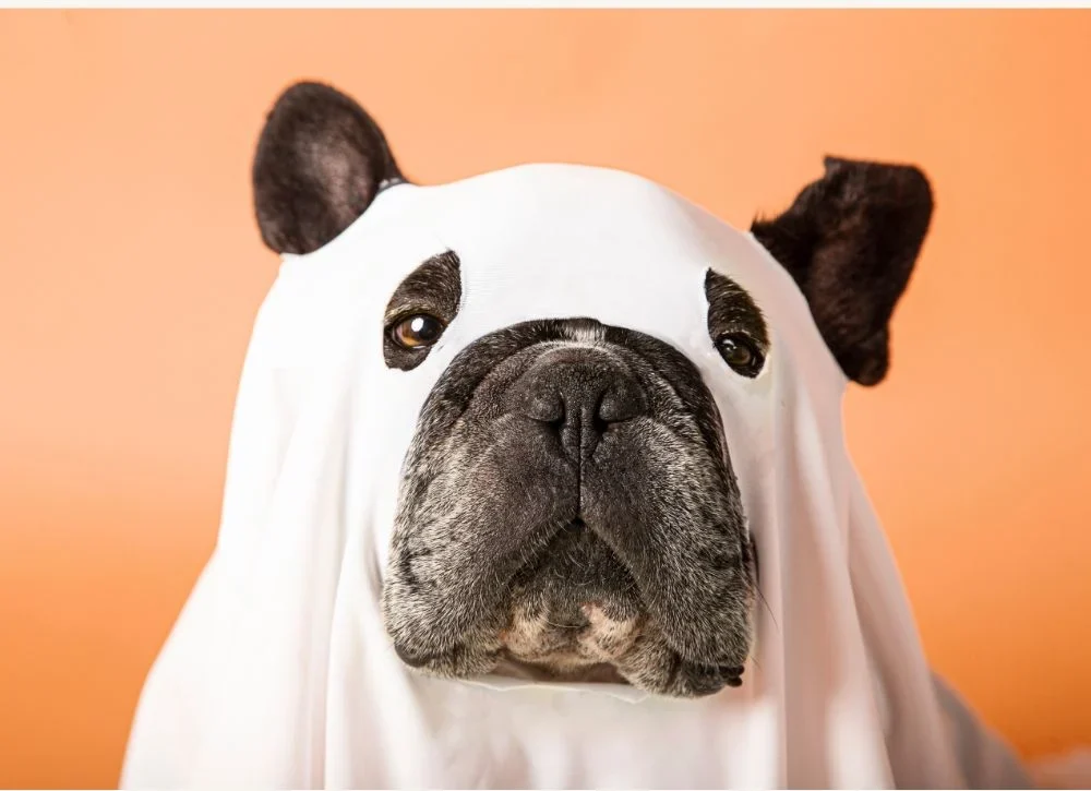 5 Tips to Have a Safer Halloween With Your Pet