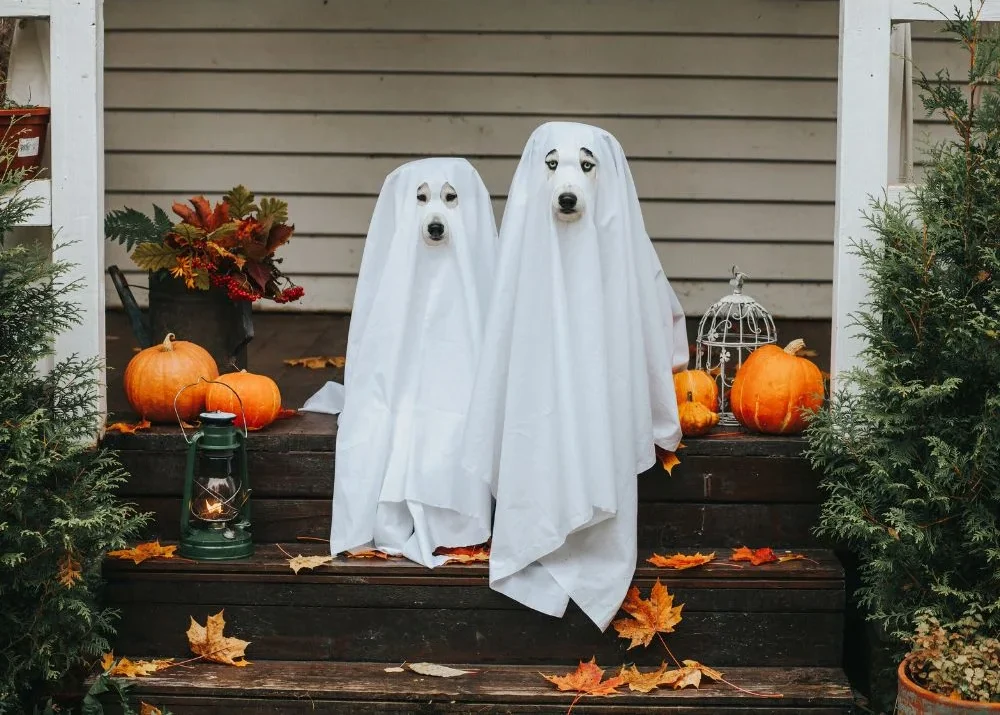 Two dogs dressed as ghosts on porch steps with pumpkins and autumn leaves, perfect for Halloween dog name ideas.