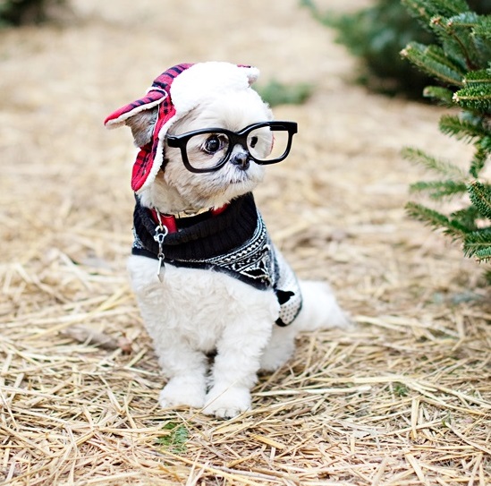 How to Prepare for a Pet Photo Session