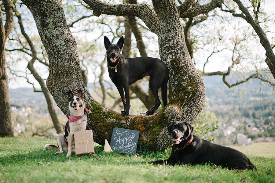 Three dogs posed for a birthday themed pet photoshoot outdoors with a chalkboard sign, party hat, and gift props.
