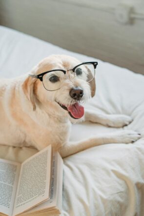 Happy dog wearing glasses next to an open book, showcasing smart training tips for your four-legged mate.