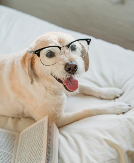 Happy dog wearing glasses next to an open book, showcasing smart training tips for your four-legged mate.
