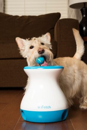Small dog dropping a ball into the iFetch automatic ball launcher during an indoor play session.