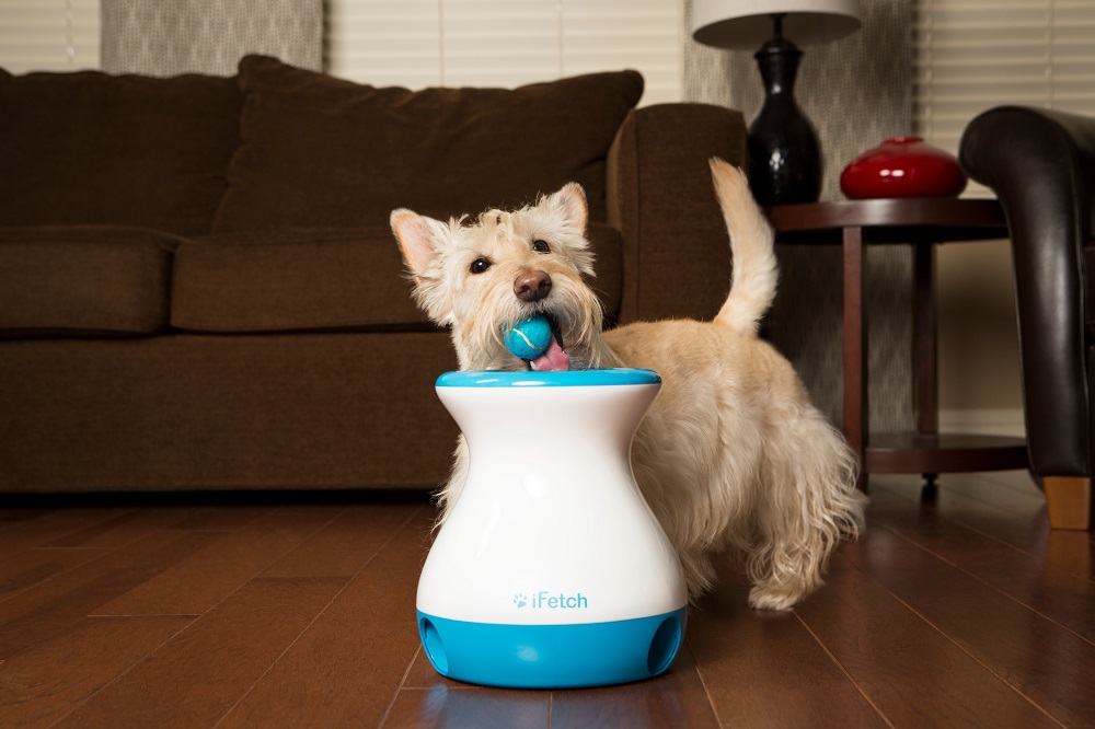 Small dog dropping a ball into the iFetch automatic ball launcher during an indoor play session.
