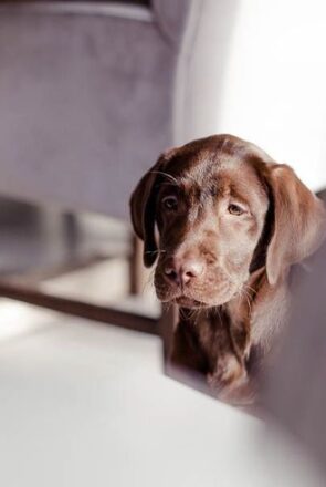 A Welcome Home Puppy Party by Kiss from Fleur