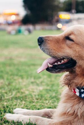 Happy Golden Retriever wearing a flag bandana on a grassy field during a dog-friendly glamping trip.