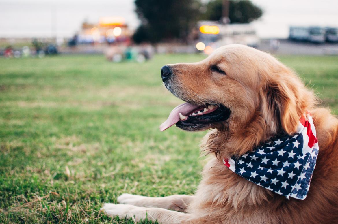 Happy Golden Retriever wearing a flag bandana on a grassy field during a dog-friendly glamping trip.