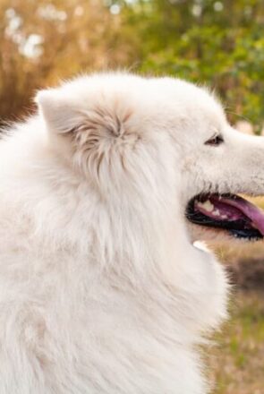 Applying flea and tick prevention spray to a fluffy white dog outdoors.