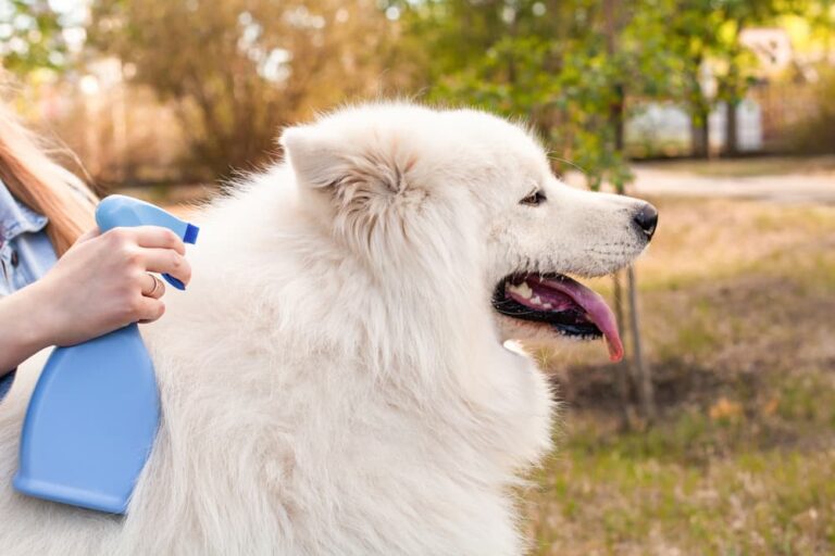 Applying flea and tick prevention spray to a fluffy white dog outdoors.