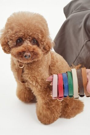MIA COOSH Dog Collar