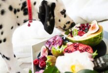 Dalmatian dog sniffing a platter of safe fruits for dogs including kiwi, pomegranate, and fresh berries.