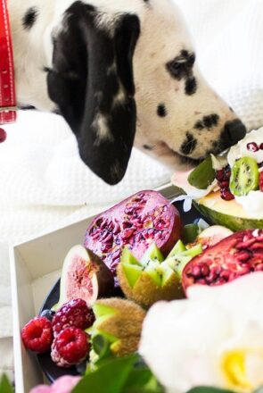 Dalmatian dog sniffing a platter of safe fruits for dogs including kiwi, pomegranate, and fresh berries.