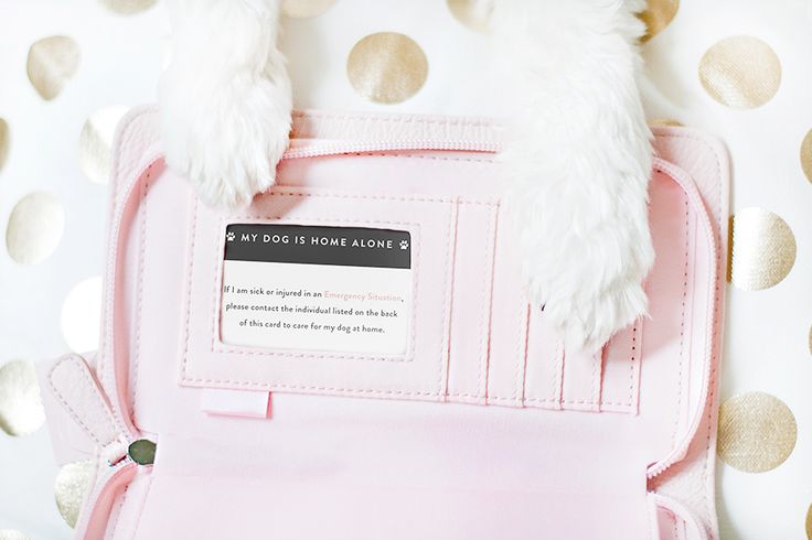 My Dog is Home Alone Card for your dog