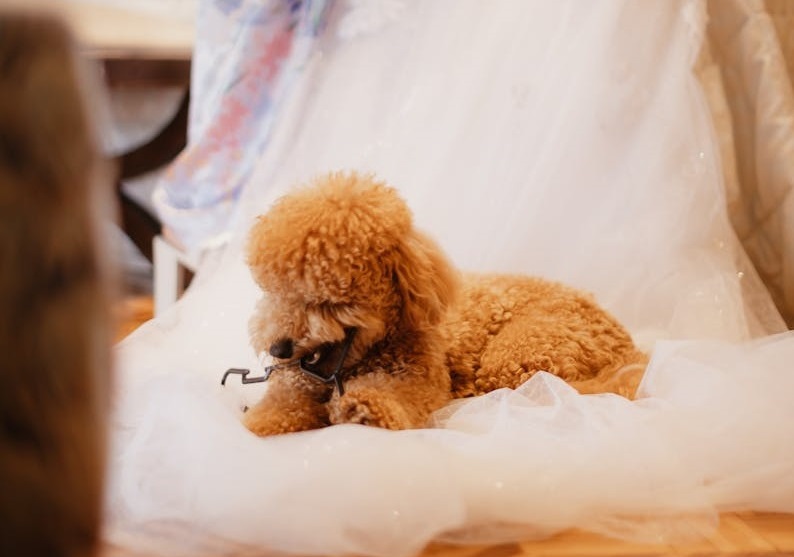 Cute poodle lying on a tulle wedding dress train, showing how to include your dog in your wedding.