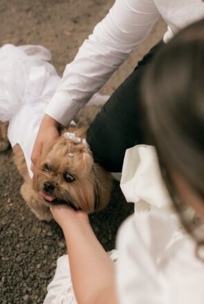 Small dog in a white wedding dress and pearl bow being petted by a bride and groom for cute wedding photos.