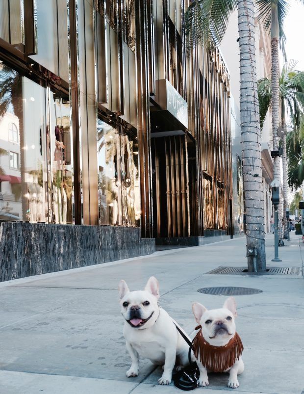 Two white French Bulldogs on Rodeo Drive in Los Angeles, exploring dog-friendly luxury shopping in Beverly Hills.