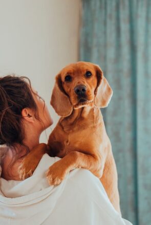 Golden cocker spaniel mix dog looking over its owner's shoulder, showcasing a loving pet lifestyle.
