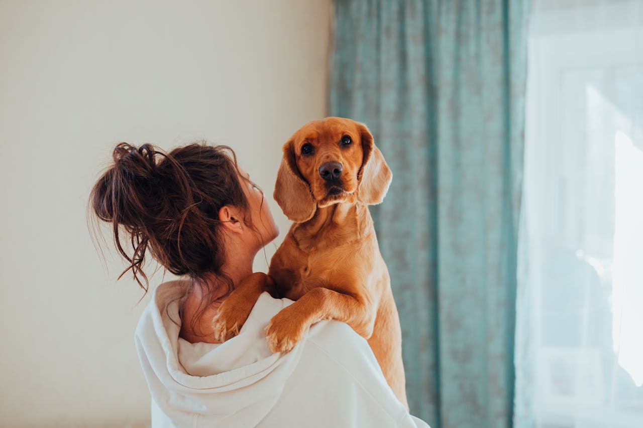Golden cocker spaniel mix dog looking over its owner's shoulder, showcasing a loving pet lifestyle.