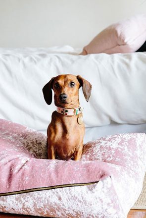 Brown dachshund sitting on a blush pink velvet dog bed, showcasing the latest trending blush dog accessories.