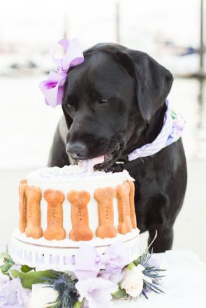 Expert tips on how to do a dog cake smash and how to capture the perfect dog birthday photos - fuss free and budget friendly.