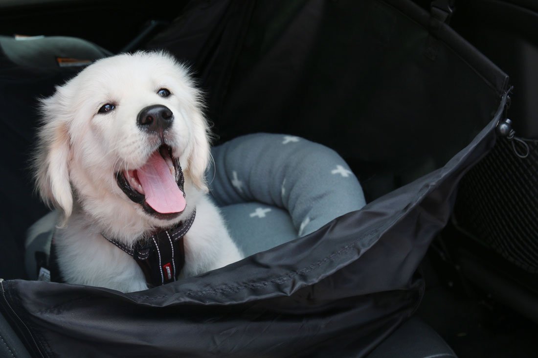 Keep your puppy safe and comfortable on a car trip with these 7 essentials for pet car travel. Budget friendly and practical, these must have items will give your puppy (and you!) the perfect trip home.