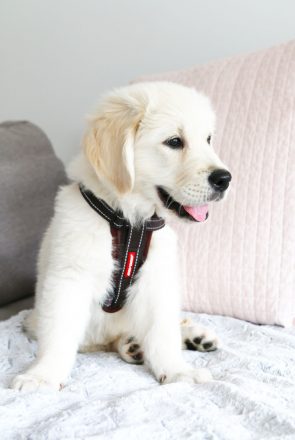 Keep your puppy safe and comfortable on a car trip with these 7 essentials for pet car travel. Budget friendly and practical, these must have items will give your puppy (and you!) the perfect trip home.
