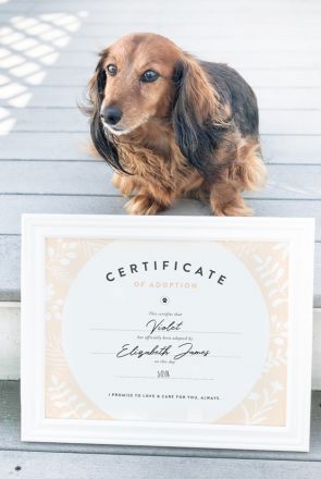 Whether you've just adopted a dog or you've had them for years, this FREE dog adoption certificate printable is for you! Simply download, print and frame.