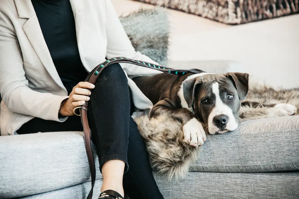 Stylish home with pets featuring a grey and white dog resting on a chic faux fur throw and modern grey sofa.
