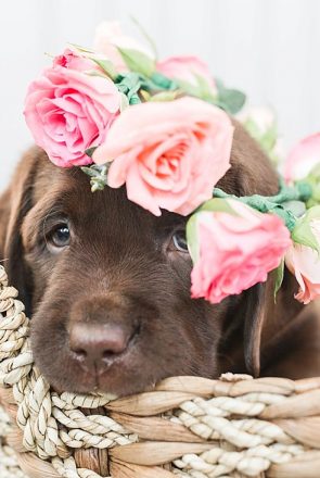 Chocolate Labrador puppy in a woven basket wearing a pink rose flower crown for a pet photography session.