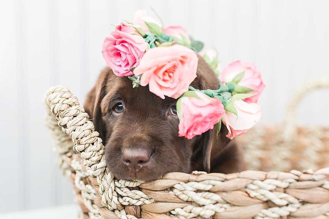 Chocolate Labrador puppy in a woven basket wearing a pink rose flower crown for a pet photography session.