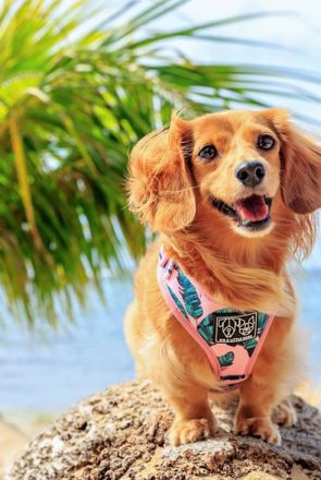 Long-haired dachshund wearing a tropical palm leaf harness on a beach, showcasing the latest tropical dog trends.