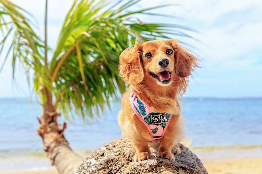 Long-haired dachshund wearing a tropical palm leaf harness on a beach, showcasing the latest tropical dog trends.
