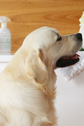 Golden Retriever sitting next to pet-safe cleaning supplies and flowers to keep a house clean with dogs.