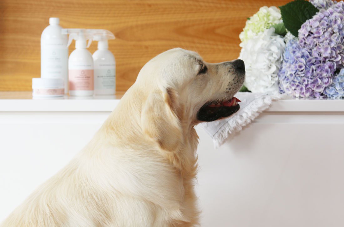 Golden Retriever sitting next to pet-safe cleaning supplies and flowers to keep a house clean with dogs.