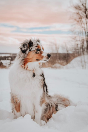 Australian Shepherd sitting in the snow wearing a decorative dog collar charm and pet ID tag.